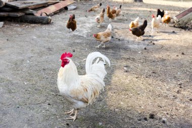 horoz ve tavuk