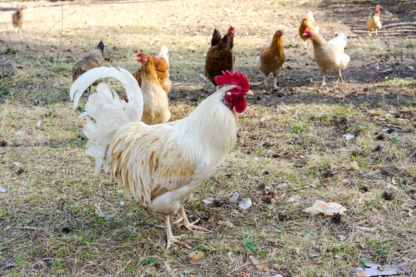 Polla y gallinas — Foto de Stock