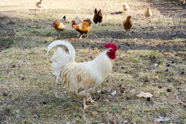 Polla y gallinas —  Fotos de Stock