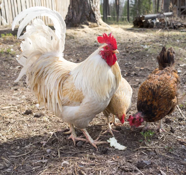 Polla y gallina —  Fotos de Stock