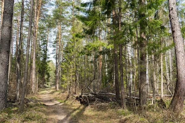 Paisaje forestal siberiano de primavera: un abedul y pinos —  Fotos de Stock