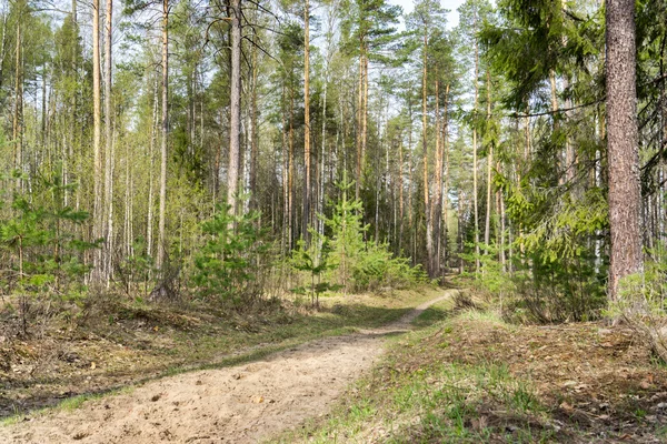 Spring siberian forest landscape: a birch and pine trees — Stock Photo, Image