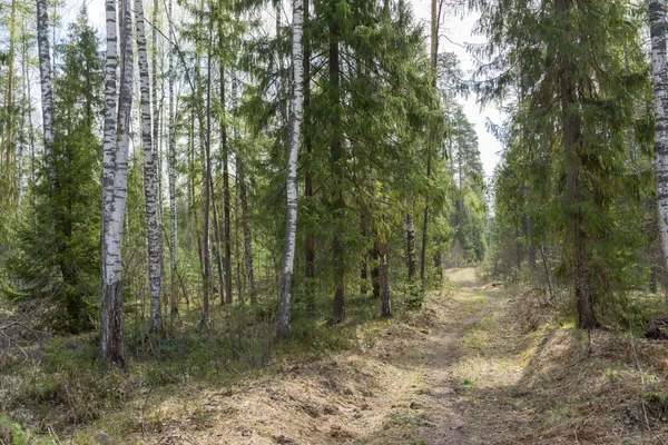 Forest track at spring time — Stock Photo, Image