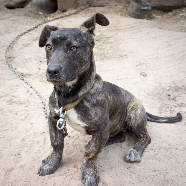 Neapolitan Mastiff puppy sitting on the ground on a chain — Stock Photo, Image