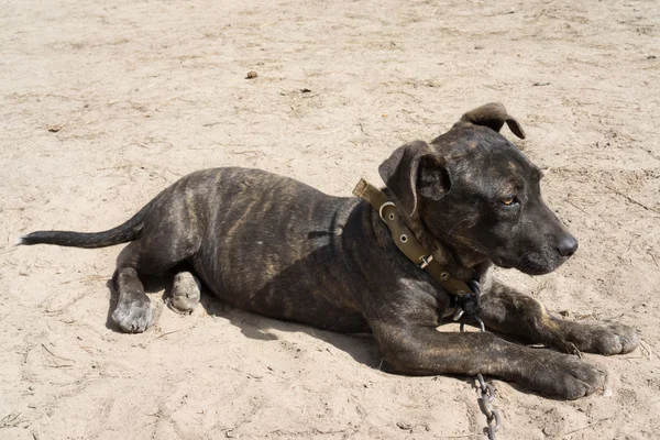 Puppy Italian Mastiff laying on the ground — Stock Photo, Image