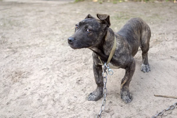 Neapolitan Mastiff puppy on a metal chain standing on the ground — Stock Photo, Image