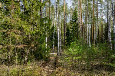 Karışık huş ağaçları, çam ağaçları ve köknar ağaçları sabah vakti