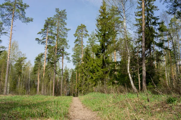 Parche en un bosque mixto de abedul, pino y abeto por la mañana —  Fotos de Stock