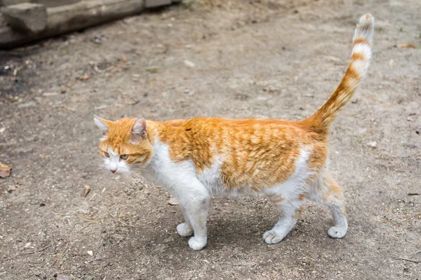 Chat mâle rouge debout sur le sol — Photo