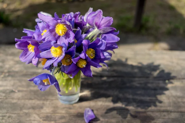 Still life bouquet of the first blue crocus flowers, spring saffron — Stock Photo, Image