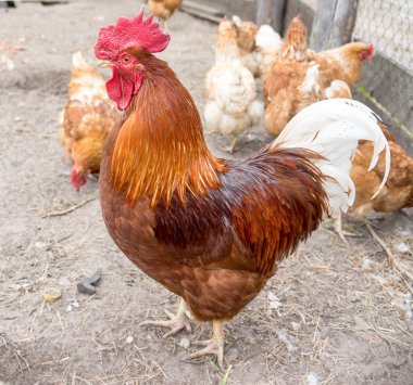 Güzel horoz doğa arka plan üzerinde. Ücretsiz aralığı horoz ve tavuk