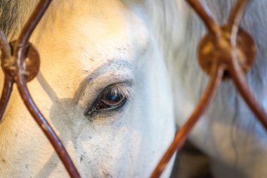 Manzara göz ve çitin arkasında palomino beyaz bir at başkanı yakından