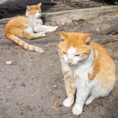 Yerdeki iki güzel kırmızı kedi