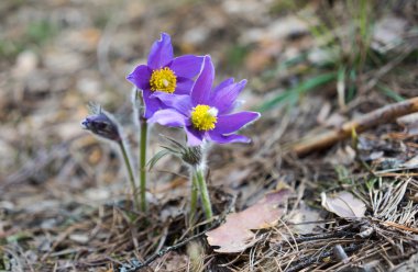 İlk mavi bitkisi çiçeği, safran bahar