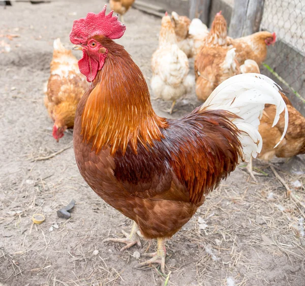 Hermoso gallo en el fondo de la naturaleza. Free Range Polla y gallinas — Foto de Stock