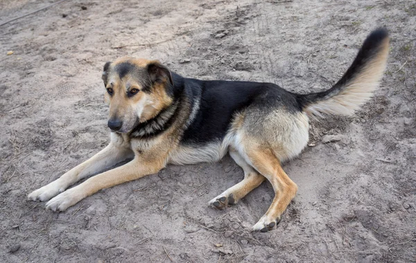 ドイツの羊飼い犬が地面に — ストック写真