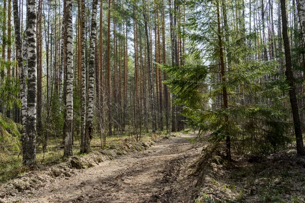 Forest — Stock Photo, Image