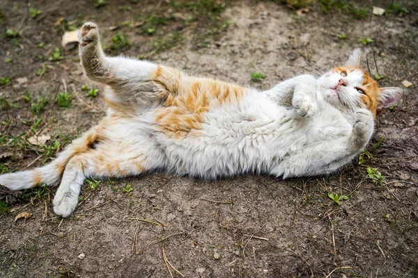 Pomarańczowy kotek kot r. na ziemi — Zdjęcie stockowe