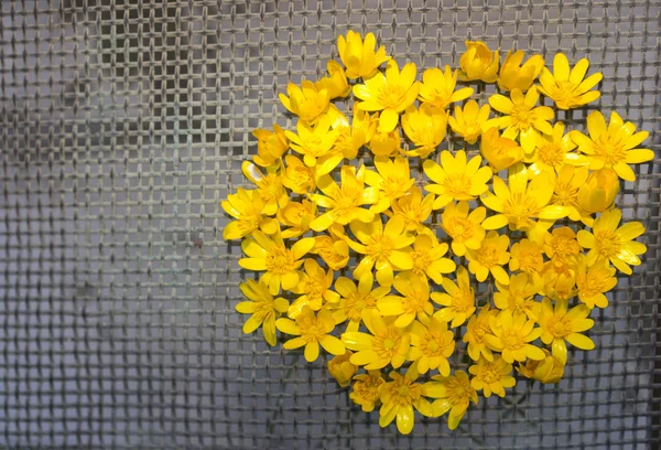 Tvar srdce z květů žluté Sasanka na síť — Stock fotografie