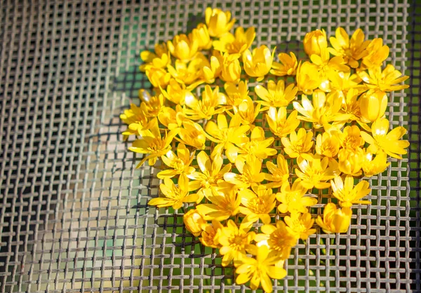 Tvar srdce z květů žluté Sasanka na síť — Stock fotografie
