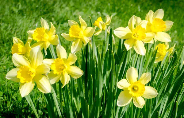 Narcissus — Stock Photo, Image