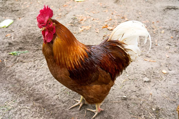 Beautiful Rooster on nature background. Free Range. — Stock Photo, Image