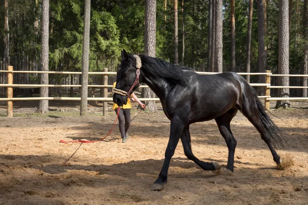 Häst — Stockfoto