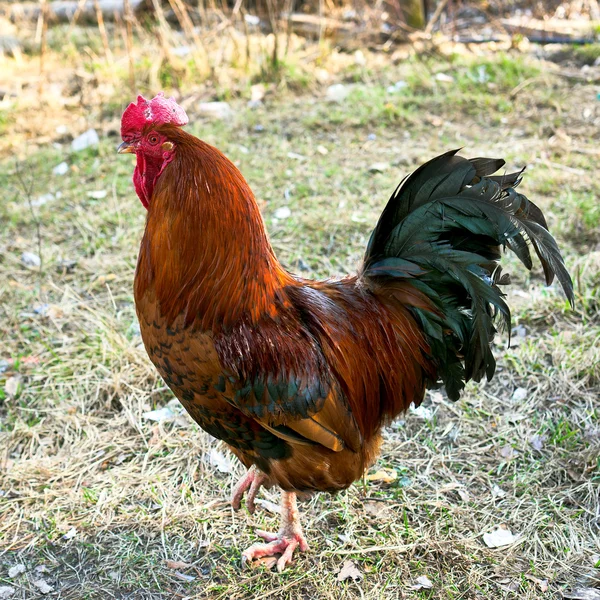 Hermoso gallo en el fondo de la naturaleza. Rango libre . —  Fotos de Stock