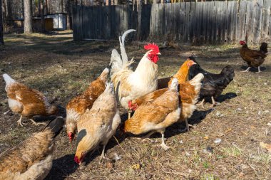 kahverengi açık aralığı horoz ve tavuk