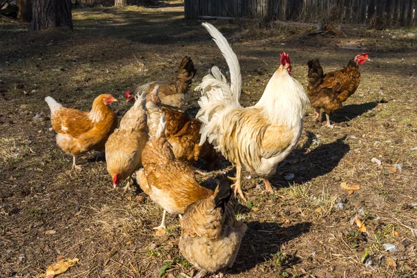Galo e galinhas de alcance aberto marrom — Fotografia de Stock