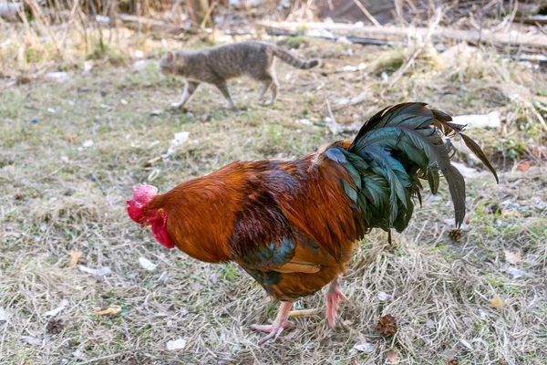 Multi-coloured cock and cat — Stock Photo, Image