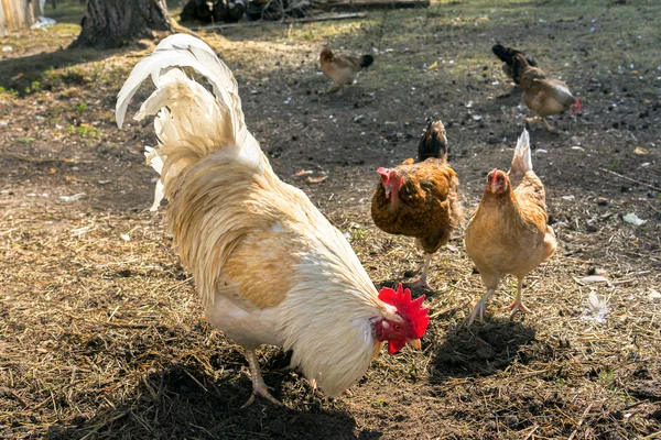 A group of pasture raised chickens peck for feed on the ground — Stock Photo, Image