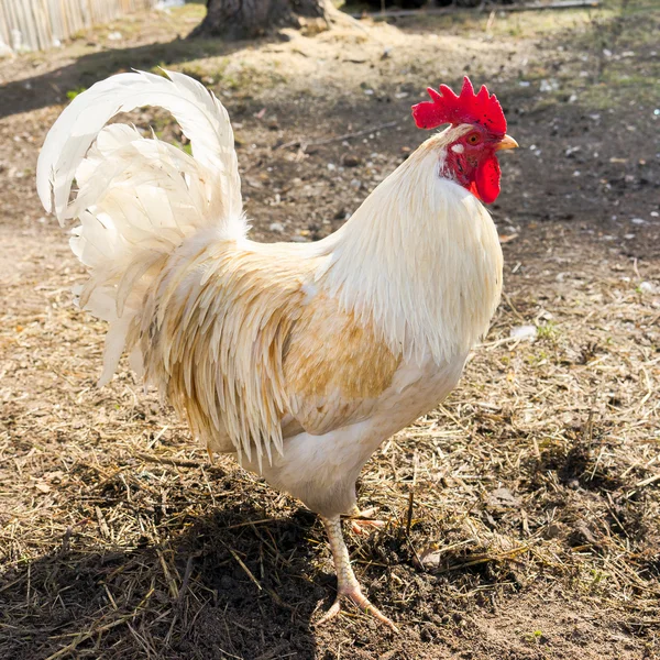 Hermoso gallo blanco caminando sobre fondo de la naturaleza — Foto de Stock