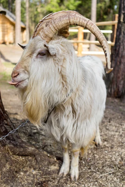 White goal standing on a farm yard — Stock Photo, Image