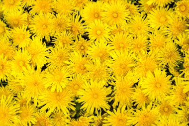 Sarı karahindiba arka plan