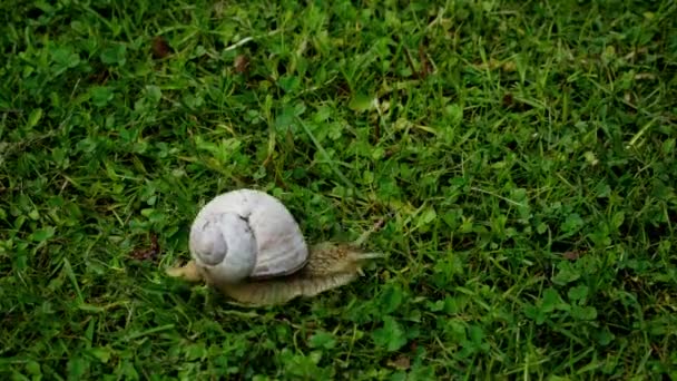 Slak in de tuin op het gras — Stockvideo