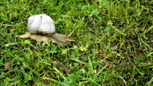 Caracol no jardim na grama — Vídeo de Stock