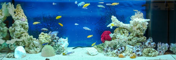 Large rectangular aquarium with tropical cichlids fish — Stock Photo, Image