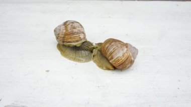 bir ahşap arka plan zaman atlamalı hareketli iki büyük salyangoz