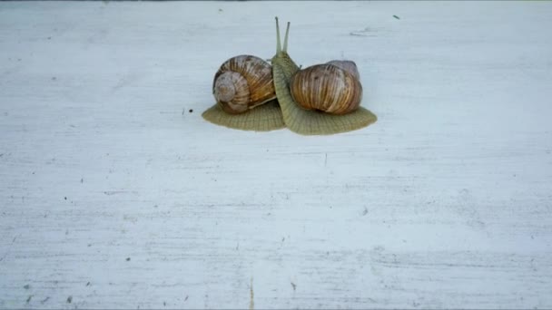 在灰色的木制背景上移动的两个大蜗牛时间流逝 — 图库视频影像