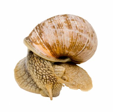 Beyaz arka plan üzerinde izole salyangoz. yakından görmek.