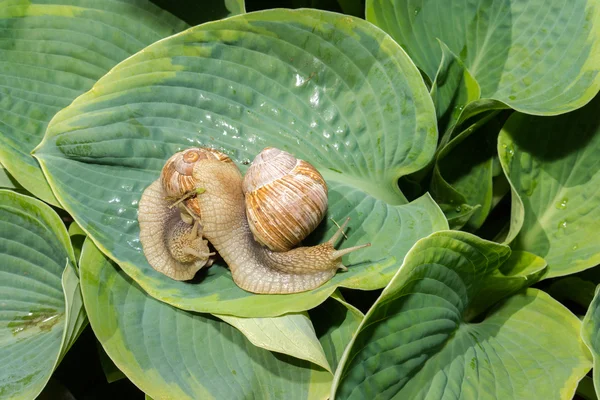 Dois grandes caracóis em umas folhas de hosta verdes — Fotografia de Stock