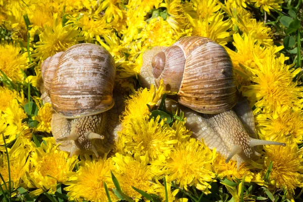 Deux gros escargots sur un tapis de fleurs de pissenlit Photos De Stock Libres De Droits