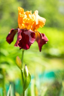 Sarı ve kahverengi nadir Iris çiçeği