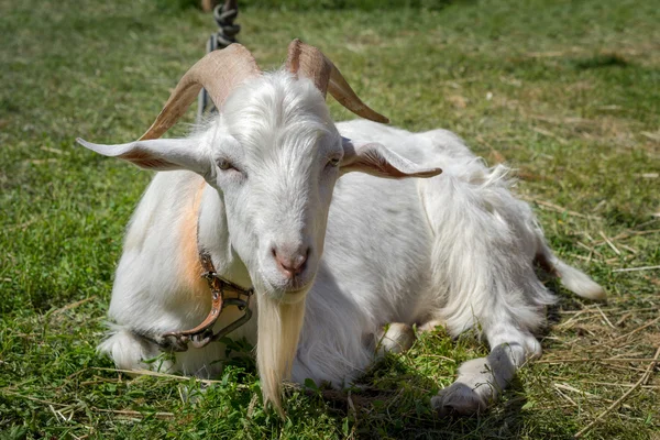 Goat laying on grass looking smart — Stock Photo, Image