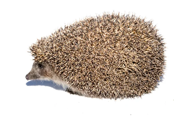 Egel isoleren op witte achtergrond — Stockfoto