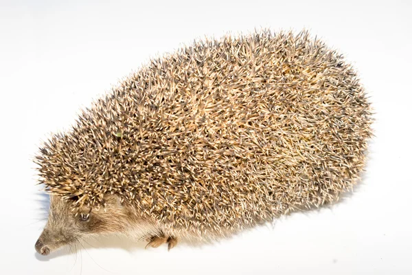 Hedgehog op witte achtergrond. kleine zoogdieren met stekelige haren op de achterkant en de zijkanten. — Stockfoto