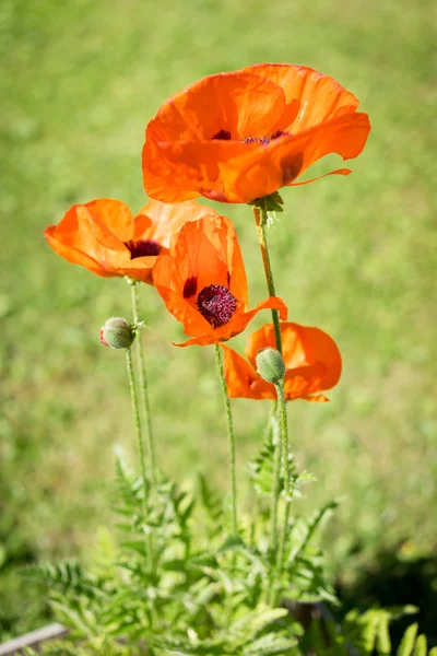 Kukurydza Poppy Kwiaty Papaver rhoeas wiosną — Zdjęcie stockowe