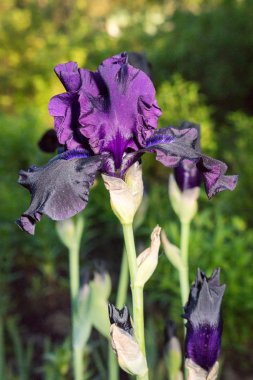 Mavi Iris bir bahçede çiçek açması, yakın çekim