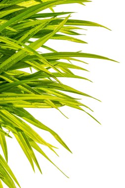 Gün-lily beyaz arka plan üzerinde izole yeşil çimen ıslak